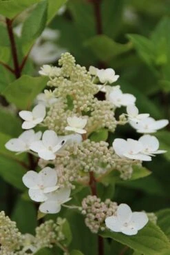 Pluimhortensia (Hydrangea Paniculata 'Pink Diamond') -Tuinplanten Winkel hydrangea paniculata pink diamond 3