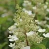 Pluimhortensia (Hydrangea Paniculata 'Pink Diamond') -Tuinplanten Winkel hydrangea paniculata pink diamond 4