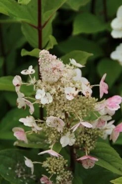 Pluimhortensia (Hydrangea Paniculata 'Pink Diamond') -Tuinplanten Winkel hydrangea paniculata pink diamond 5