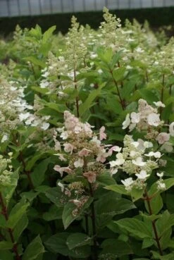 Pluimhortensia (Hydrangea Paniculata 'Pink Diamond') -Tuinplanten Winkel hydrangea paniculata pink diamond 8