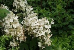 Pluimhortensia (Hydrangea Paniculata 'Pink Diamond') -Tuinplanten Winkel hydrangea paniculata pink diamond 9
