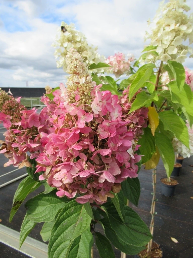 Pluimhortensia Op Stam (Hydrangea Paniculata 'Pinky Winky') 5 Pluimhortensia Op Stam (Hydrangea Paniculata 'Pinky Winky') - Afbeelding 3
