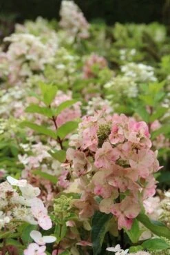 Pluimhortensia (Hydrangea Paniculata 'Unique') -Tuinplanten Winkel hydrangea paniculata unique 1