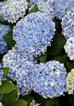 Hortensia (Hydrangea 'Peppermint') -Tuinplanten Winkel hydrangea peppermint 3 blue