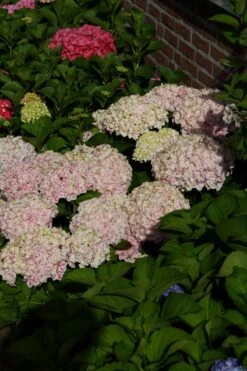 Hortensia (Hydrangea 'Peppermint') -Tuinplanten Winkel hydrangea peppermint pink 5