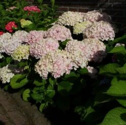 Hortensia (Hydrangea 'Peppermint') -Tuinplanten Winkel hydrangea peppermint pink 6