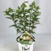 Pluimhortensia (Hydrangea Paniculata 'Pinkachu') -Tuinplanten Winkel hydrangea pinkachu 26 06