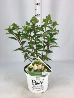 Pluimhortensia (Hydrangea Paniculata 'Pinkachu')