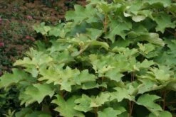 Eikenbladhortensia (Hydrangea Quercifolia 'Snow Queen') -Tuinplanten Winkel hydrangea quercifolia snow queen 2
