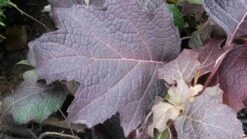 Eikenbladhortensia (Hydrangea Quercifolia 'Snow Queen') -Tuinplanten Winkel hydrangea quercifolia snow queen herfstkleur 2