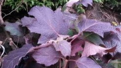 Eikenbladhortensia (Hydrangea Quercifolia 'Snow Queen') -Tuinplanten Winkel hydrangea quercifolia snow queen herfstkleur 3