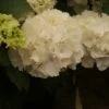 Hortensia (Hydrangea Macrophylla 'Schneeball') 2 Hortensia (Hydrangea Macrophylla 'Schneeball') -Tuinplanten Winkel hydrangea schneeball 2 1