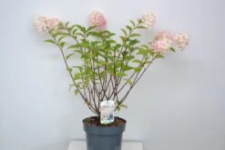 Pluimhortensia (Hydrangea Paniculata 'Silver Dollar') -Tuinplanten Winkel hydrangea silver dollar c5 eind sept23