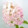 Pluimhortensia (Hydrangea Paniculata 'Silver Dollar') -Tuinplanten Winkel hydrangea silver dollar close up sept23