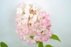 Pluimhortensia (Hydrangea Paniculata 'Silver Dollar')