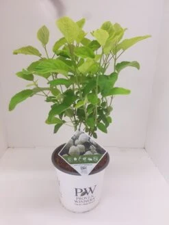 Hortensia (Hydrangea 'Strong Annabelle') -Tuinplanten Winkel hydrangea strong annabel