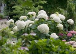 Hortensia (Hydrangea 'Strong Annabelle') -Tuinplanten Winkel hydrangea strong annabelle