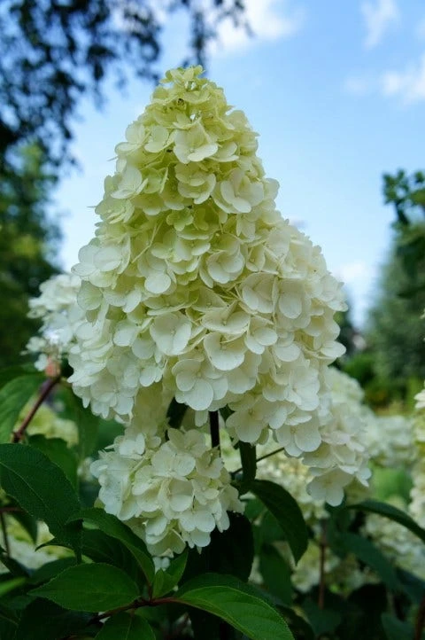 Pluimhortensia (Hydrangea Paniculata 'Sundae Fraise') 10 Pluimhortensia (Hydrangea Paniculata 'Sundae Fraise') - Afbeelding 8