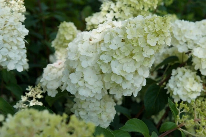 Pluimhortensia (Hydrangea Paniculata 'Sundae Fraise') 9 Pluimhortensia (Hydrangea Paniculata 'Sundae Fraise') - Afbeelding 7