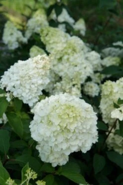 Pluimhortensia (Hydrangea Paniculata 'Sundae Fraise') 19 Pluimhortensia (Hydrangea Paniculata 'Sundae Fraise') -Tuinplanten Winkel hydrangea sundae fraise 03