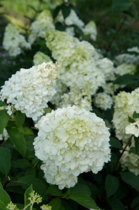 Pluimhortensia (Hydrangea Paniculata 'Sundae Fraise') 11 Pluimhortensia (Hydrangea Paniculata 'Sundae Fraise') - Afbeelding 9