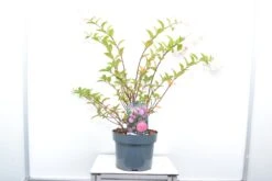 Pluimhortensia (Hydrangea Paniculata 'Sundae Fraise') 13 Pluimhortensia (Hydrangea Paniculata 'Sundae Fraise') -Tuinplanten Winkel hydrangea sunday fraise c5 okt23