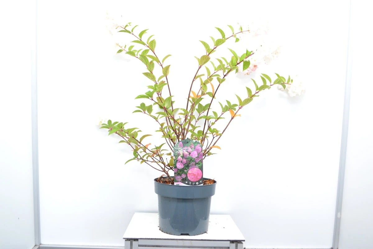 Pluimhortensia (Hydrangea Paniculata 'Sundae Fraise') 5 Pluimhortensia (Hydrangea Paniculata 'Sundae Fraise') - Afbeelding 3