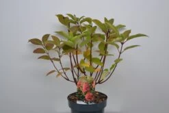 Pluimhortensia (Hydrangea Paniculata 'Wim's Red') -Tuinplanten Winkel hydrangea wim s red eind sept23
