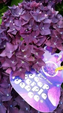 Hortensia Deep Purple Dance (Hydrangea 'Music Collection') 8 Hortensia Deep Purple Dance (Hydrangea 'Music Collection') -Tuinplanten Winkel hydrangeadeeppurpledance01