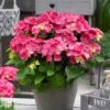 Hortensia Rood (Hydrangea 'Forever&Ever') -Tuinplanten Winkel hydrangeaforeverandeverroodv01