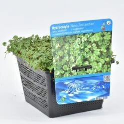 Waternavel (Hydrocotyle Novae-zealandiae) -Tuinplanten Winkel hydrocotyle nova zealandiae 18x18 20180403224236