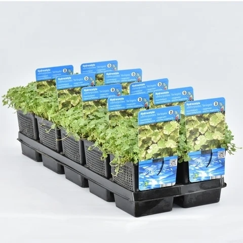 Bonte Waternavel (Hydrocotyle Sib. 'Variegata') 3 Bonte Waternavel (Hydrocotyle Sib. 'Variegata')