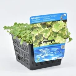 Bonte Waternavel (Hydrocotyle Sib. 'Variegata') 7 Bonte Waternavel (Hydrocotyle Sib. 'Variegata') -Tuinplanten Winkel hydrocotyle sib. var. 18x18 20180403224359