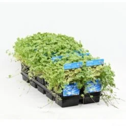 Bonte Waternavel (Hydrocotyle Sib. 'Variegata') 8 Bonte Waternavel (Hydrocotyle Sib. 'Variegata') -Tuinplanten Winkel hydrocotyle sib. var. 20180424214355