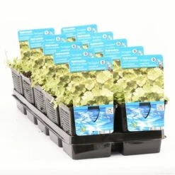 Bonte Waternavel (Hydrocotyle Sib. 'Variegata') 9 Bonte Waternavel (Hydrocotyle Sib. 'Variegata') -Tuinplanten Winkel hydrocotyle sib. var. t