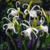 Spinlelie (Hymenocallis Festalis 'Zwanenburg') -Tuinplanten Winkel hymenocallis advance jgroot