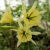 Gele Spinlelie (Hymenocallis 'Sulphur Queen') -Tuinplanten Winkel hymenocallis sulphurqueen4