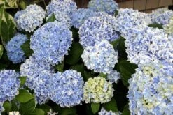 Hortensia (Hydrangea 'Peppermint') -Tuinplanten Winkel hympepp hydrangea peppermint general
