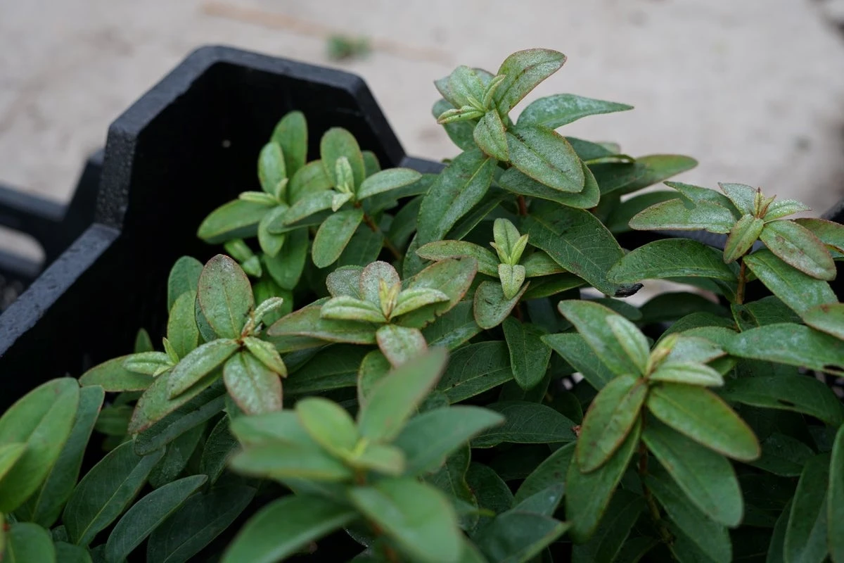 Hertshooi (Hypericum Calycinum) 6 Hertshooi (Hypericum Calycinum) - Afbeelding 4