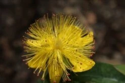 Hertshooi (Hypericum Calycinum) 8 Hertshooi (Hypericum Calycinum) -Tuinplanten Winkel hypericum calycinum 1