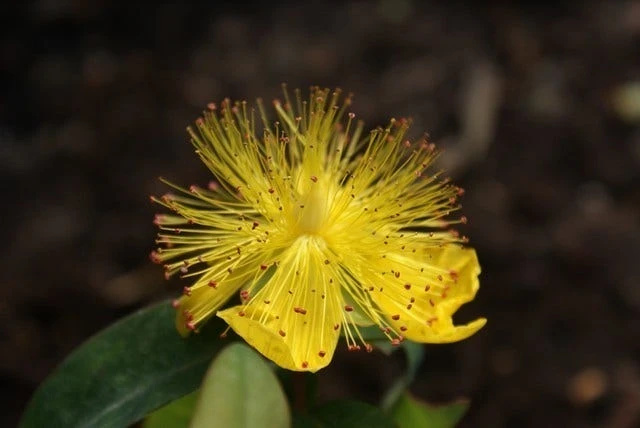 Hertshooi (Hypericum Calycinum) 4 Hertshooi (Hypericum Calycinum) - Afbeelding 2