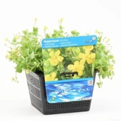 Moerashertshooi (Hypericum Elodes) -Tuinplanten Winkel hypericum elodes s e 12720 p18