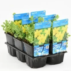 Moerashertshooi (Hypericum Elodes) -Tuinplanten Winkel hypericum elodes t e 10317 p9