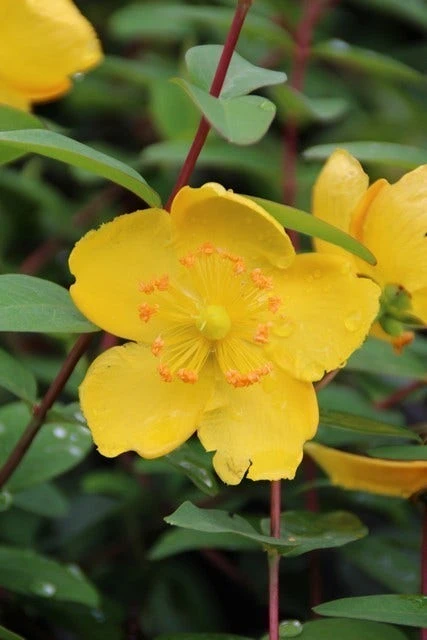 Hertshooi (Hypericum 'Hidcote') 5 Hertshooi (Hypericum 'Hidcote') - Afbeelding 3