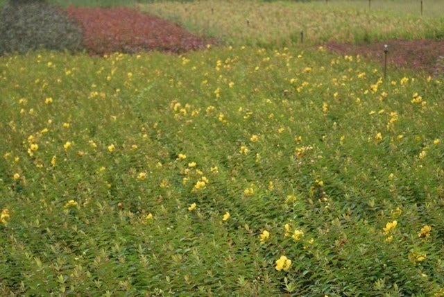 Hertshooi (Hypericum 'Hidcote') 4 Hertshooi (Hypericum 'Hidcote') - Afbeelding 2