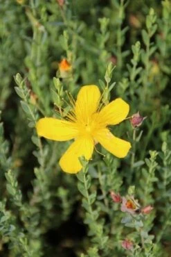 Hertshooi (Hypericum Olympicum (polyphyllum)) -Tuinplanten Winkel hypericum olympicum