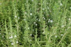 Hyssop (Hyssopus Officinalis) BIO -Tuinplanten Winkel hyssopus officinalis 2 1