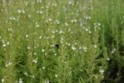 Hyssop (Hyssopus Officinalis) BIO -Tuinplanten Winkel hyssopus officinalis 3 1