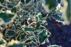 Hulst Op Stam (Ilex 'Argentea Marginata') -Tuinplanten Winkel ilex aquifolium argenteamarginata lm02