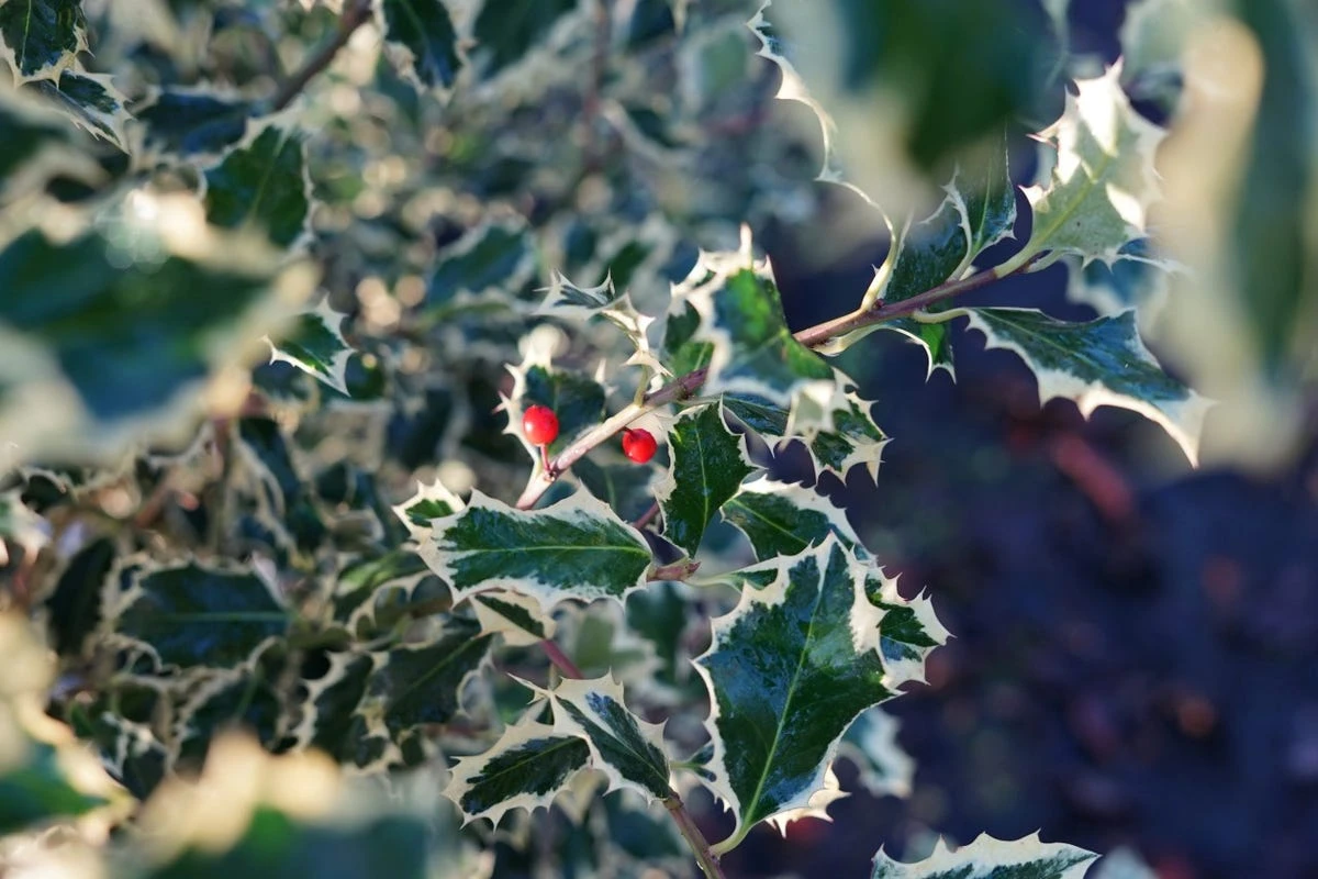 Bonte Hulst In Bolvorm (Ilex Aquifolium 'Argentea Marginata') 3 Bonte Hulst In Bolvorm (Ilex Aquifolium 'Argentea Marginata')